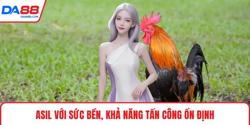 Asil với sức bền, khả năng tấn công ổn định